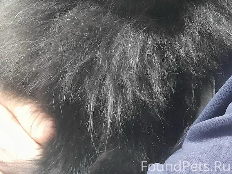 Пропал померанский шпиц, Центральный проезд