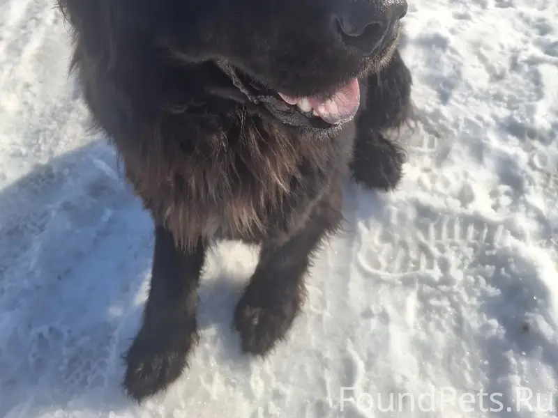 Пропала собака, место неизвестно