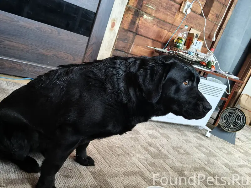 Найден тип собака, район ОбьГэс