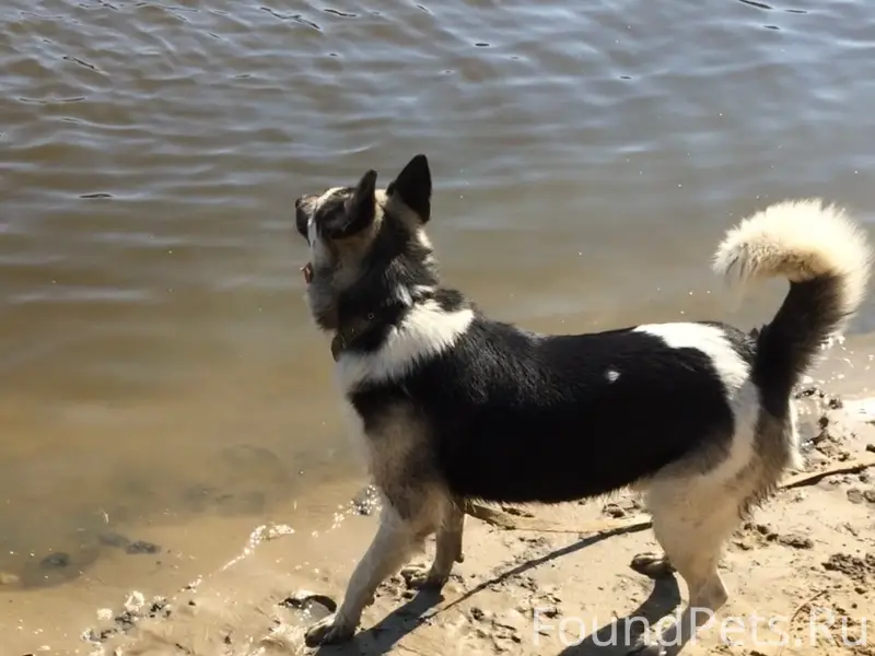 Пропал метис лайки и овчарки, район башня