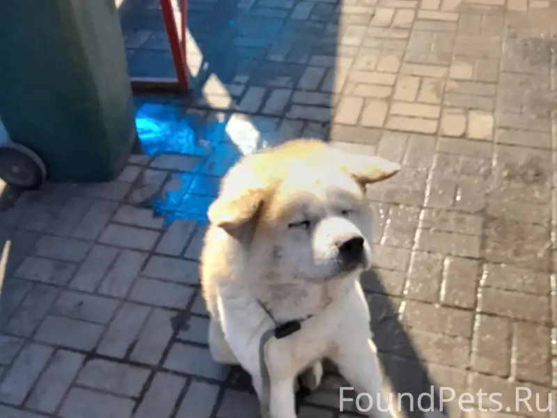 Найден Акита-ину, левый берег