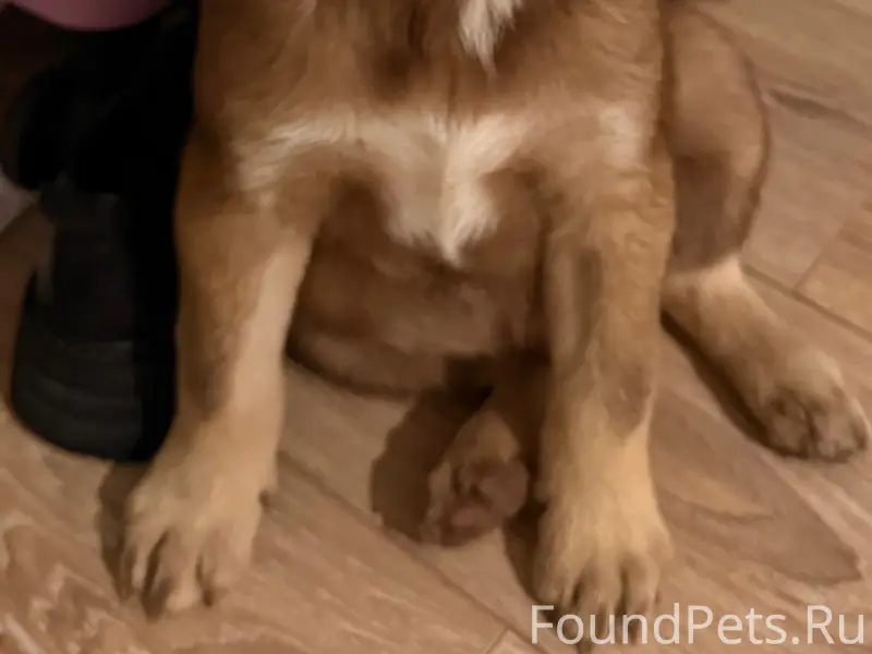 Найден тип собака, Шилово, улица полковника Богомолова 1