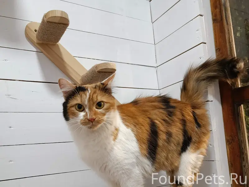 Найдена трёхцветная кошка, Покровка