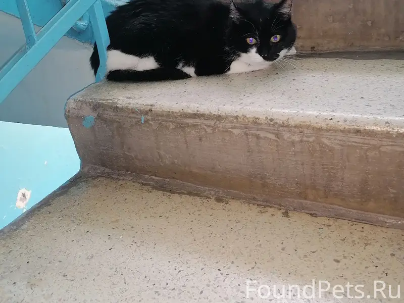 Найден кот, Луначарского 13 п1