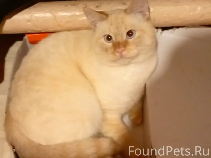 Пропал кот Амур, Вологда, ул. Рабочая