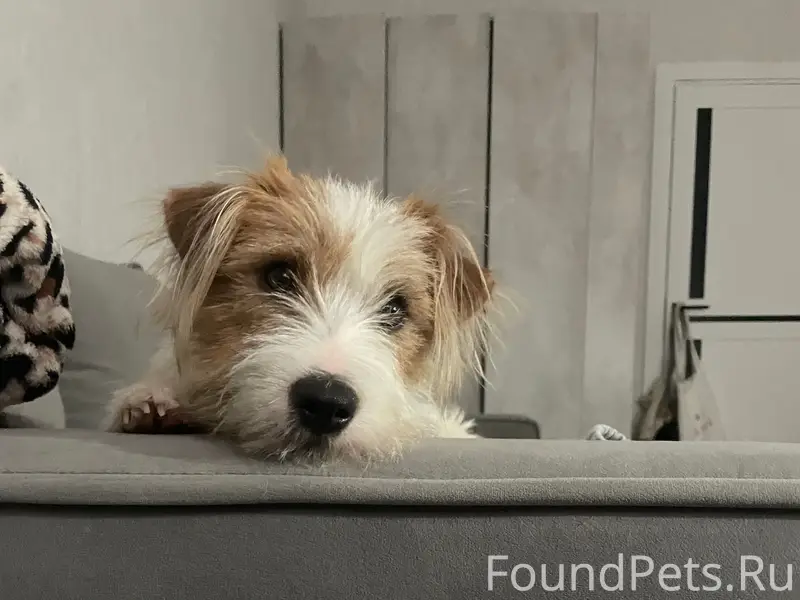 Пропал пёс Тоша, село Белый Яр