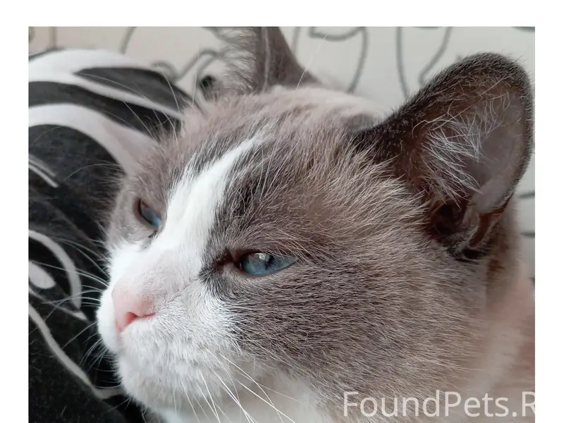 Пропал кот Кипиш, Марьяновка