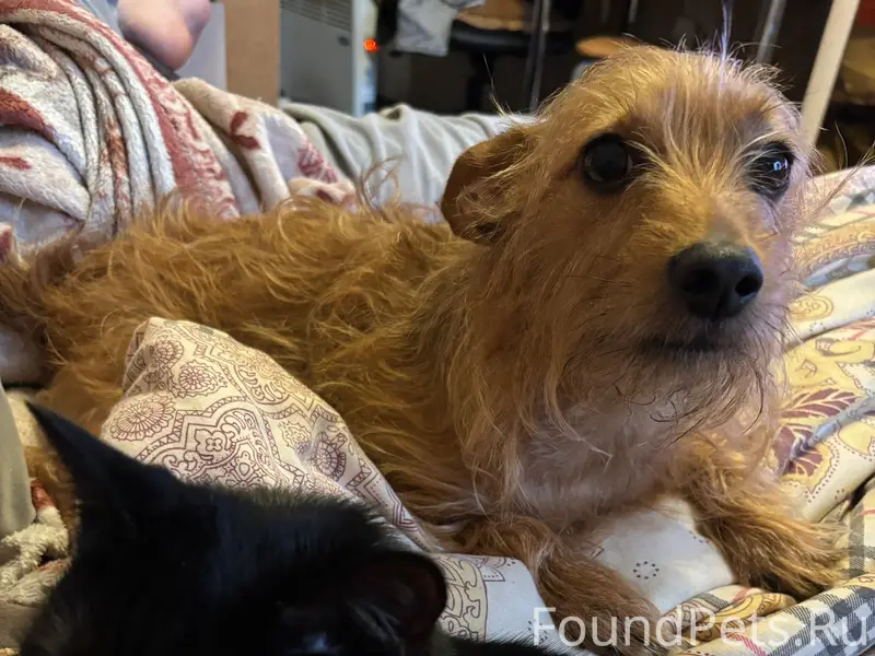 Пропал кобель Марсель, п. Рабочий