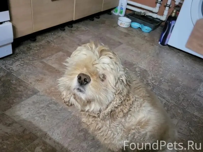 Найден тип собака, [место] Дзержинский район