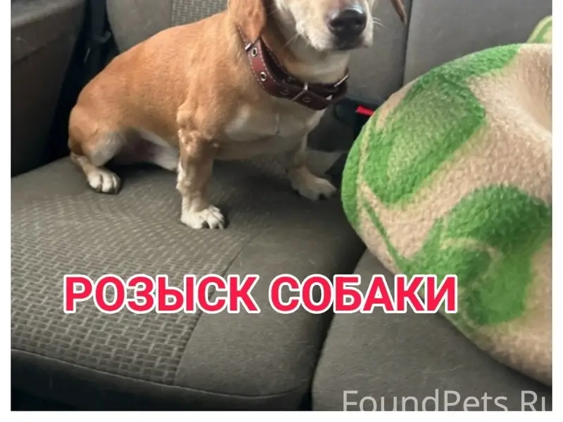 Пропал кобель такса, Мурманск, район Ледового озера