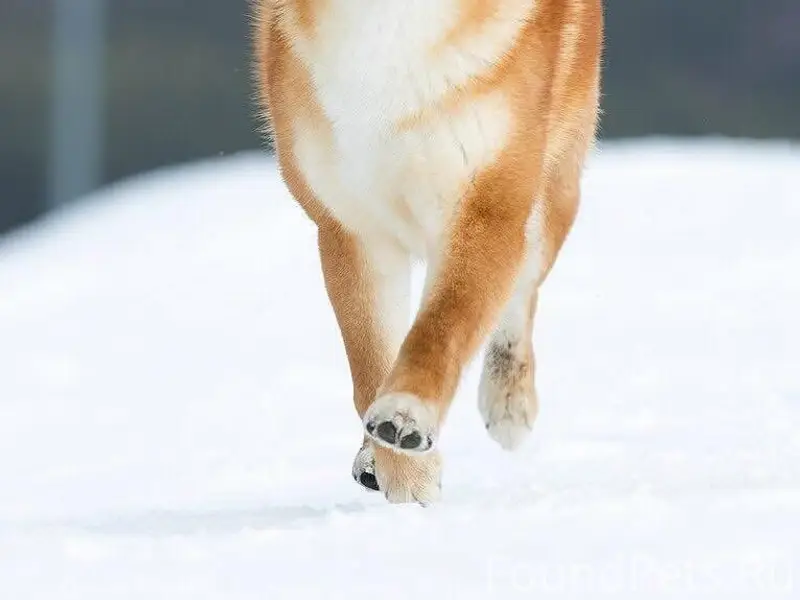 Пропал шиба ину Йоши, Ленинградская область