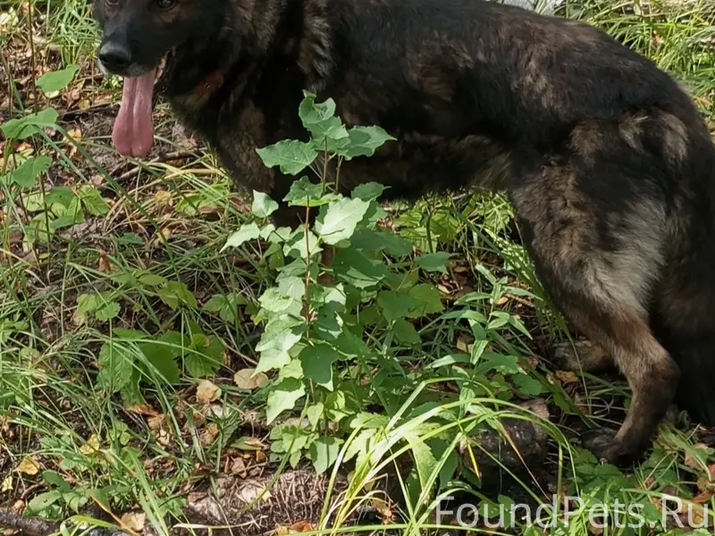 Пропал немец Марсель, улица Амурская