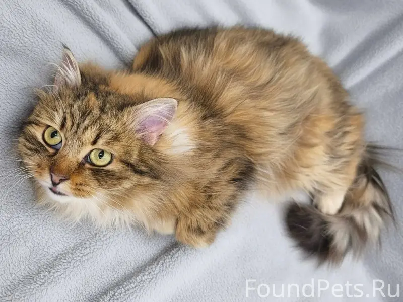 Найдена кошка Алисия, контактная и ласковая