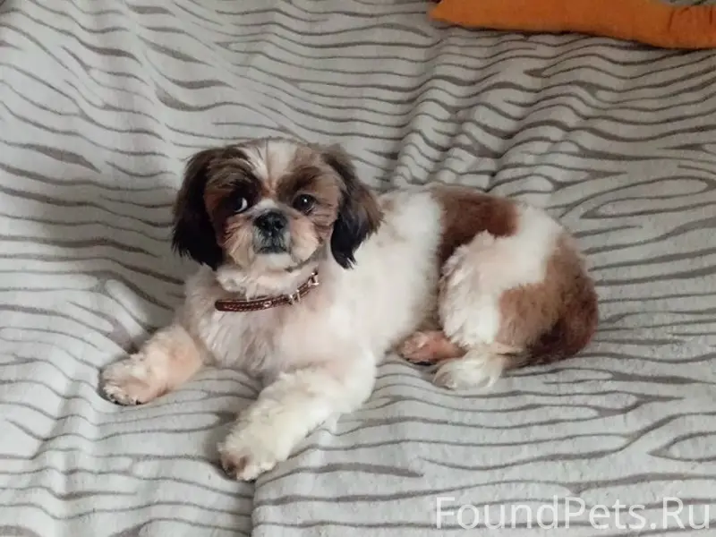 Пропал Ши-тцу Антон, Егорьевск