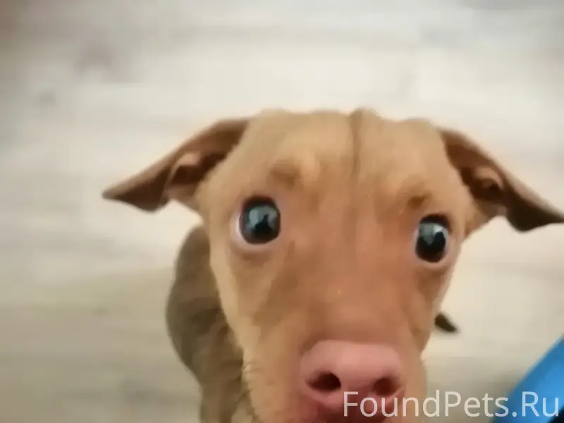 Найден щенок-метис таксы, возле помойки