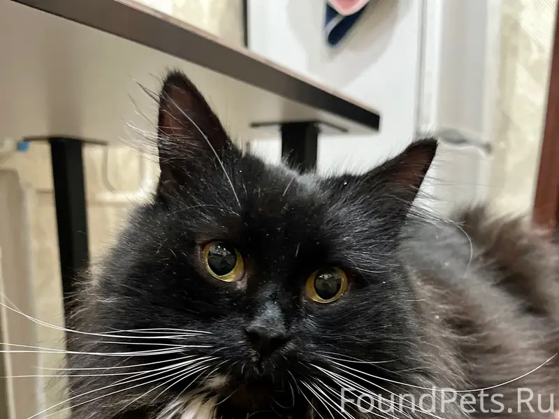 Пропал кот, район Фрунзе-Гастелло