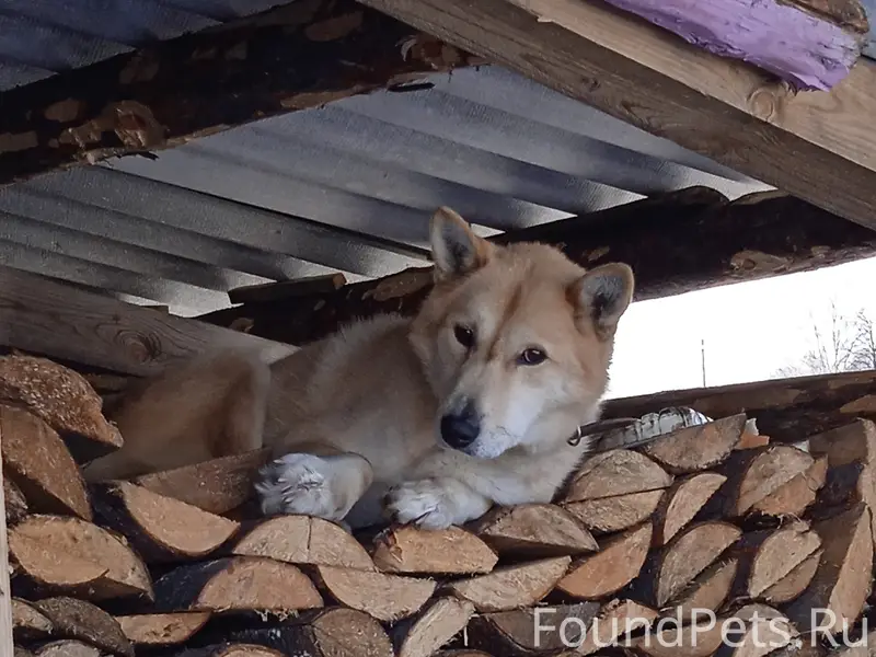Пропала собака, район Кирова 26