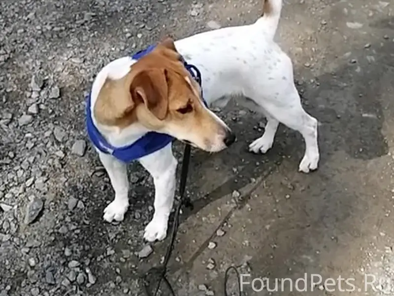 Пропал Джек Рассел Чип, Кукковка