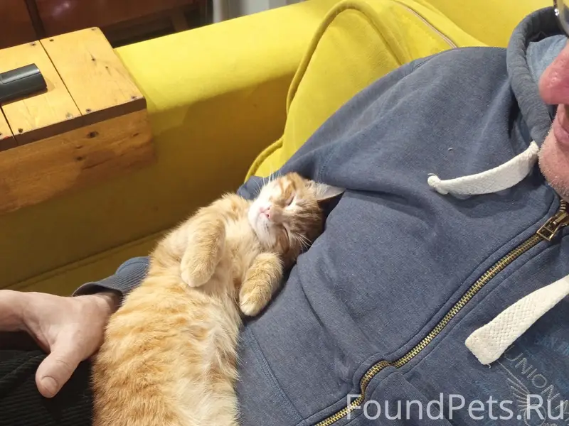 Найден рыжий кот, деревня