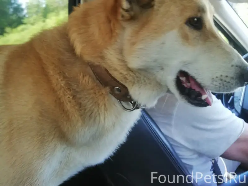 Пропал Западно-сибирский лайка Марс, Петрозаводск