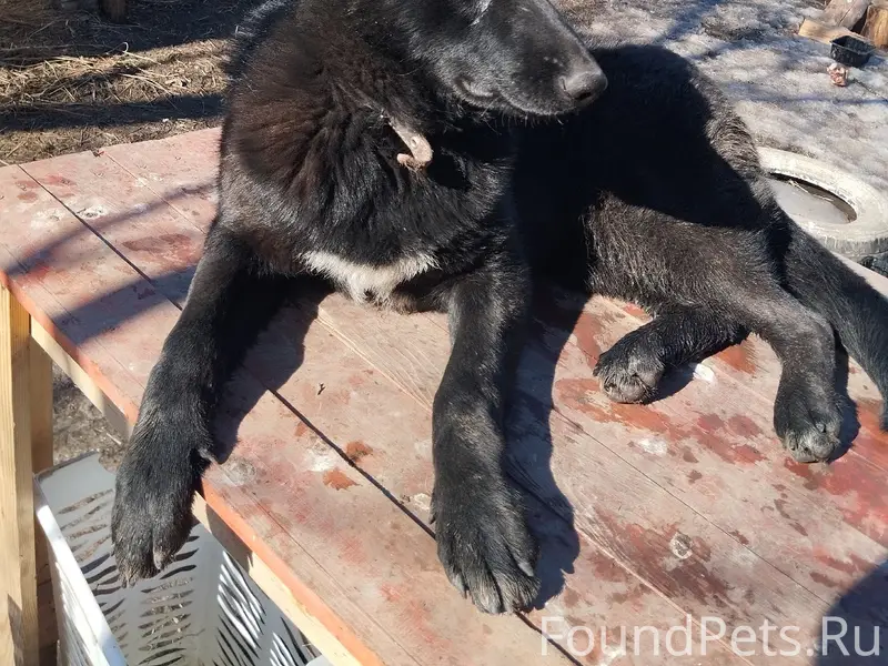 Пропала собака Луна, есть ошейник и бирка