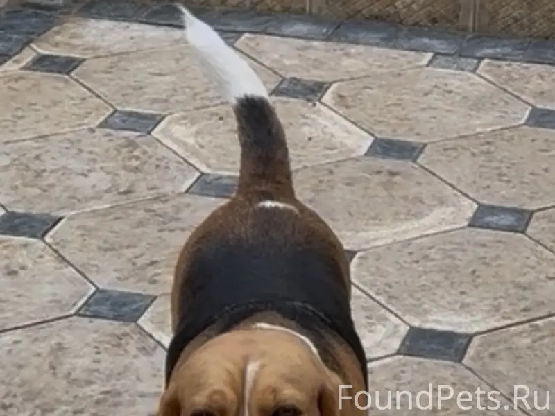 Пропала собака, Симферополь, район Марьино