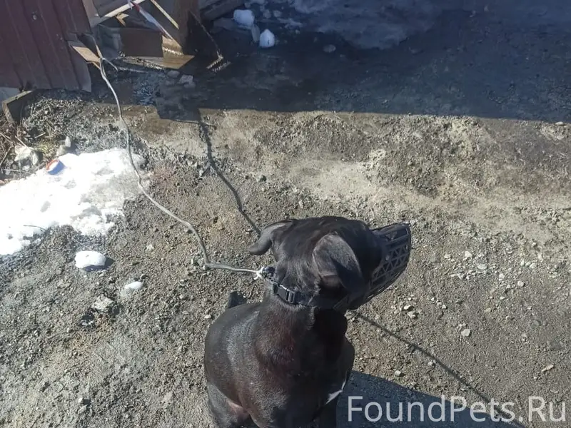 Найден щенок (метис стаффорда), Екатеринбург, Чкаловский район