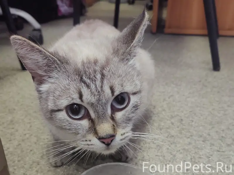Найдена кошка, улица Герцена, 20