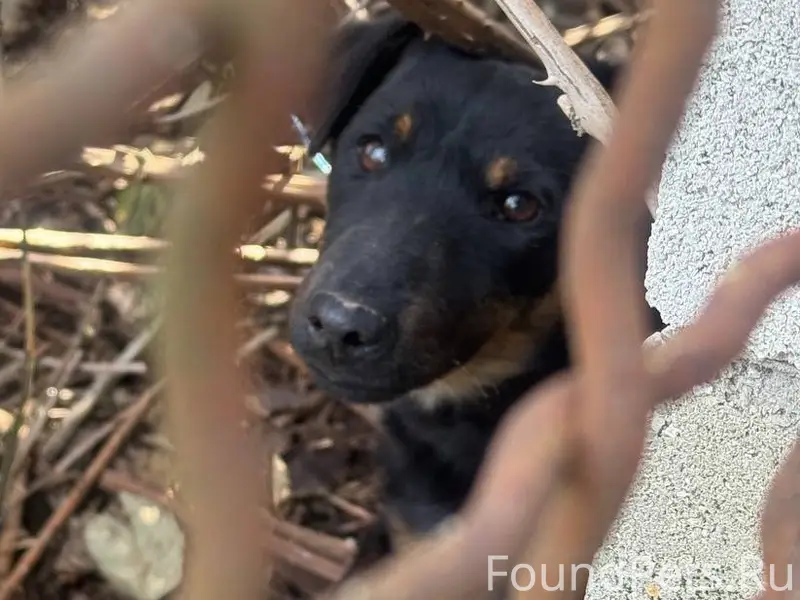 Найден породистый пёс, местоположение неизвестно