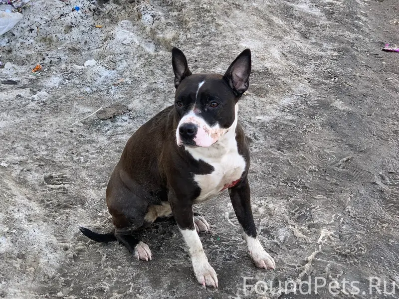 Найден стафф/питбуль, черный с белым, Екатеринбург