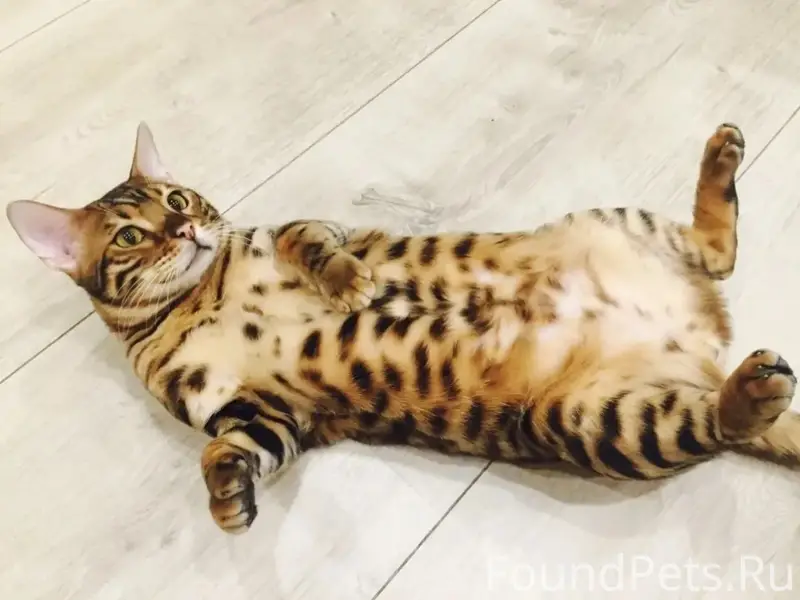 Пропал бенгальский кот Семён, Ломовская д. 3