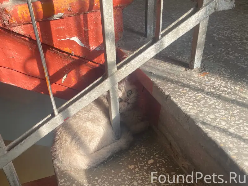 Найдена серебристая шиншилла, улица Ленина 58, Екатеринбург