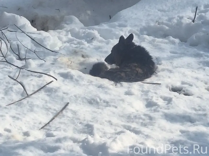 Найденна собака, похожа на овчарку, Финский посёлок