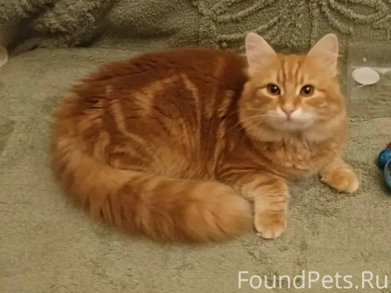 Пропал сибирский кот Лорд, Севастополь, ул. Л. Толстого