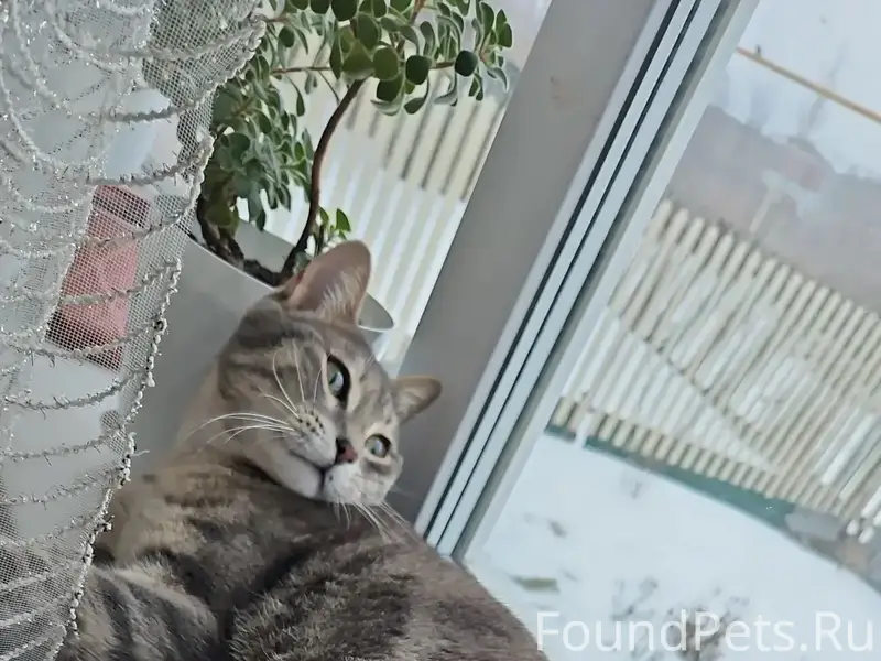 Пропала кошка, Трудпоселок