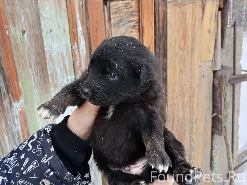 Найден щенок, Васильево