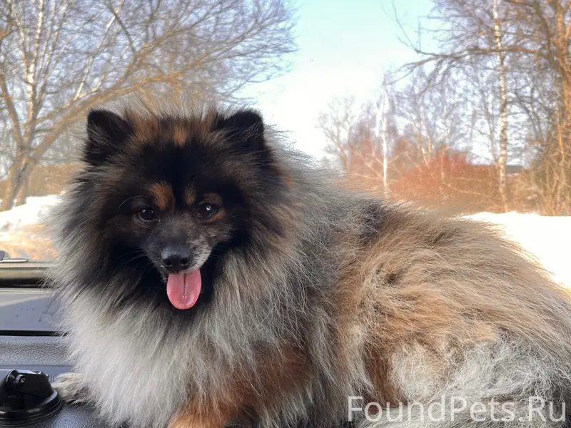 Пропала собака,