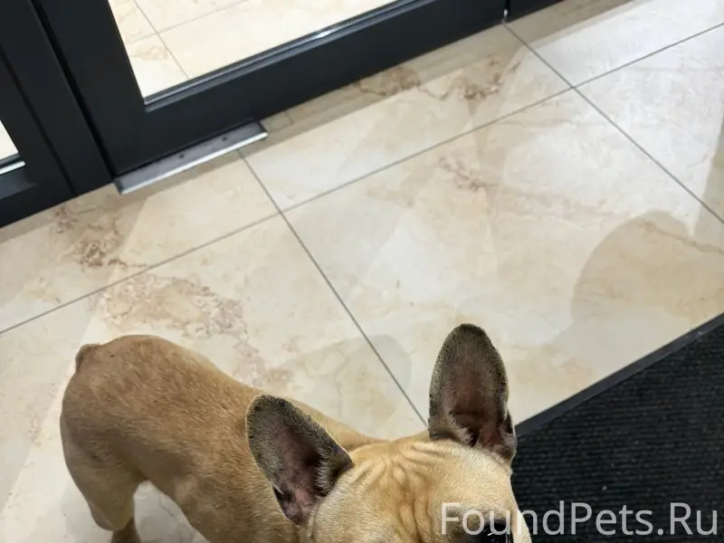 Пропал пёс Беня