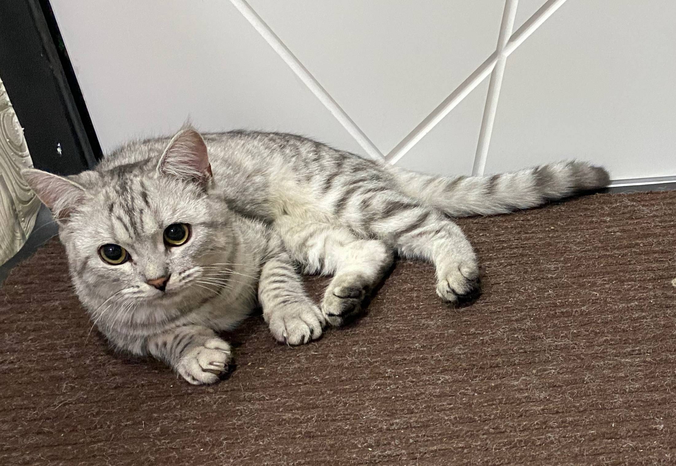 Пропал кот, Пионерская, Железнодорожная