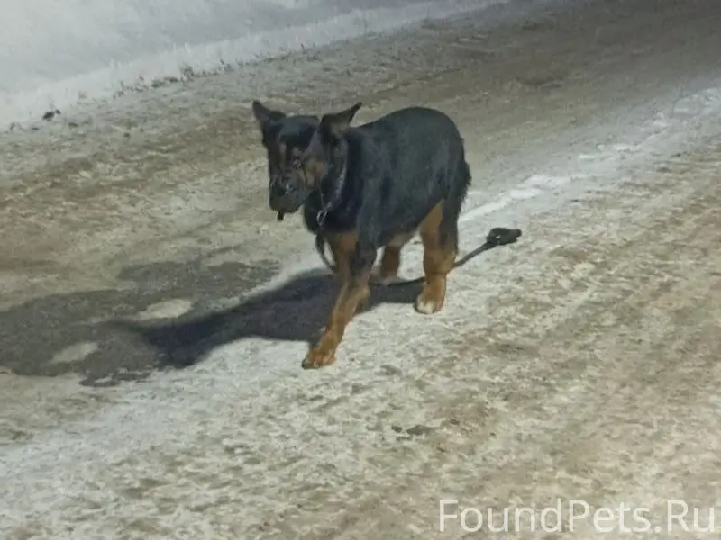 Найден метис добермана, мкр. Заря