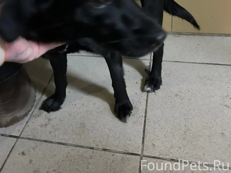 Найден щенок с розовым ошейником, Березовая