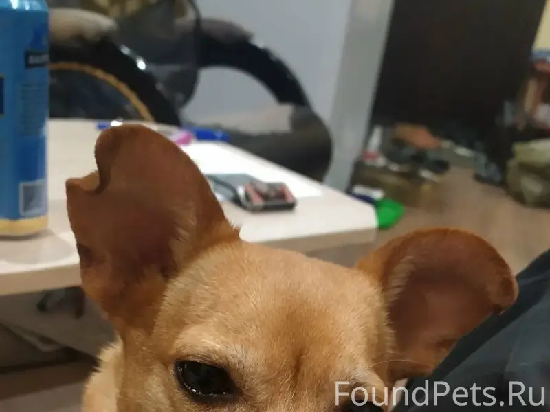 Пропал рыжий кобель, город