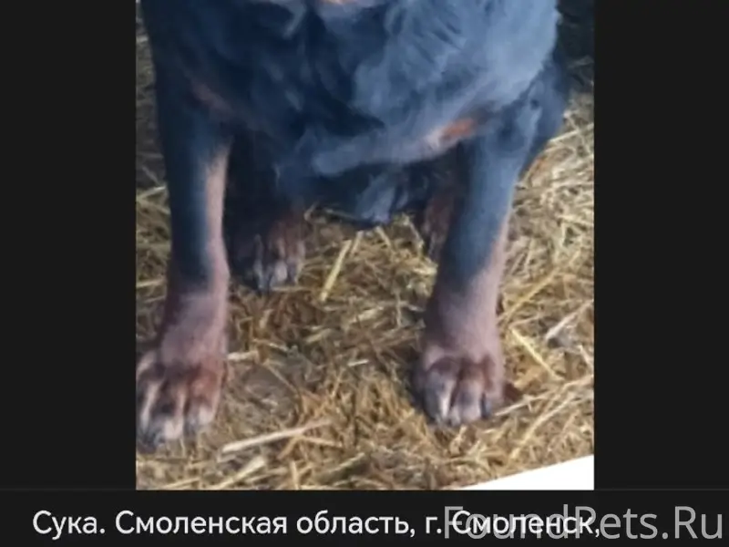 Найден ротвейлер, Смоленск