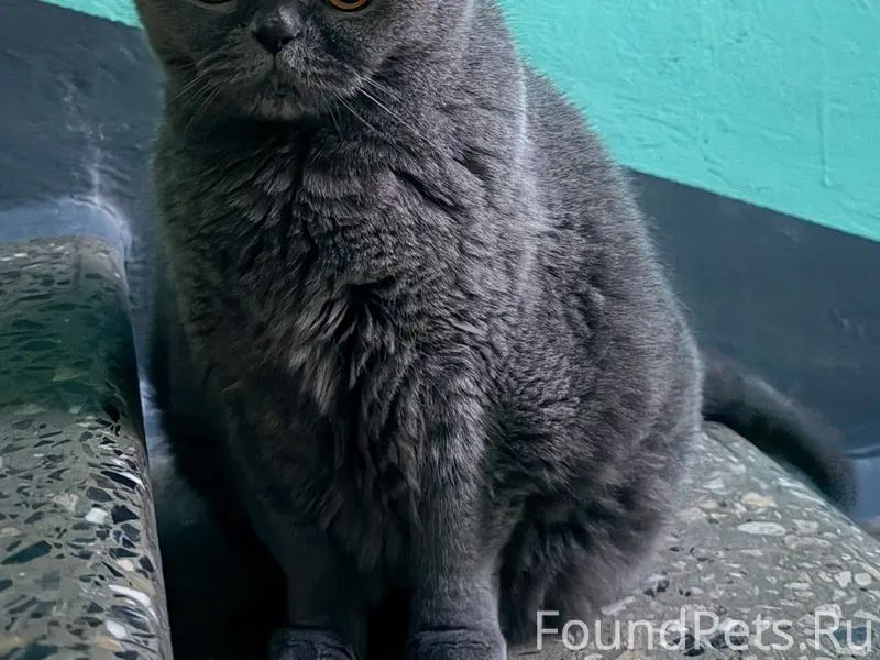 Найден кот, [без клички], Ярошенко 9