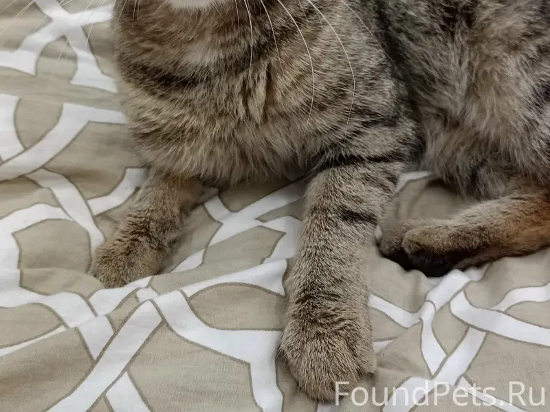 Пропал кот, Бессмертный