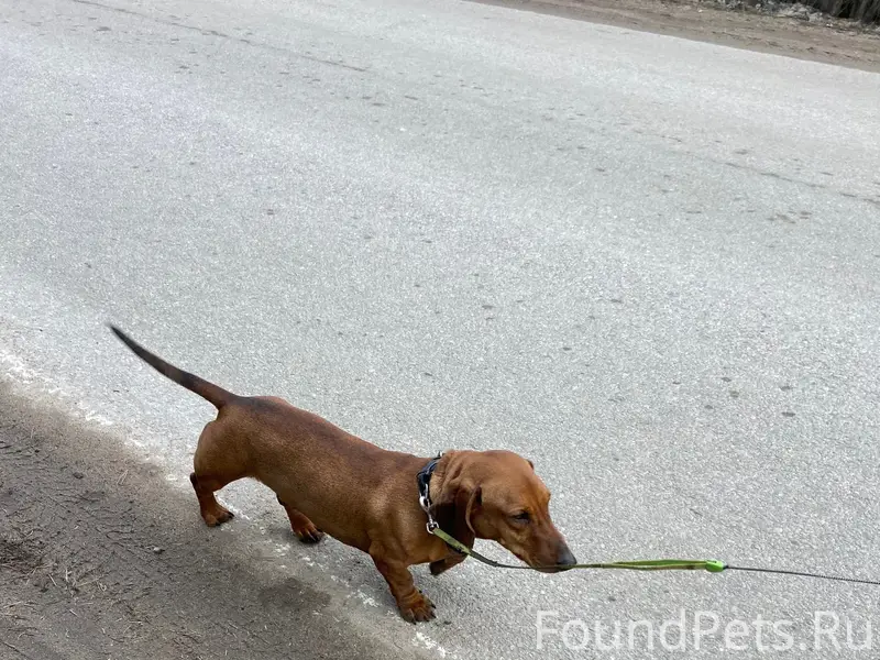 Найден тип собака, район Советской