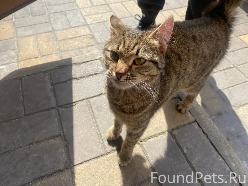 Найдена кошка, возле Лейтенанта Шмидта, 17