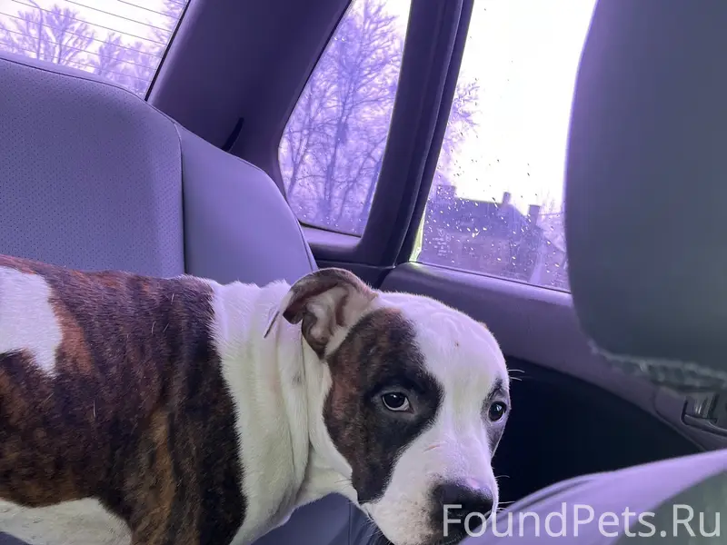 Найден пес, поселок Рассвет