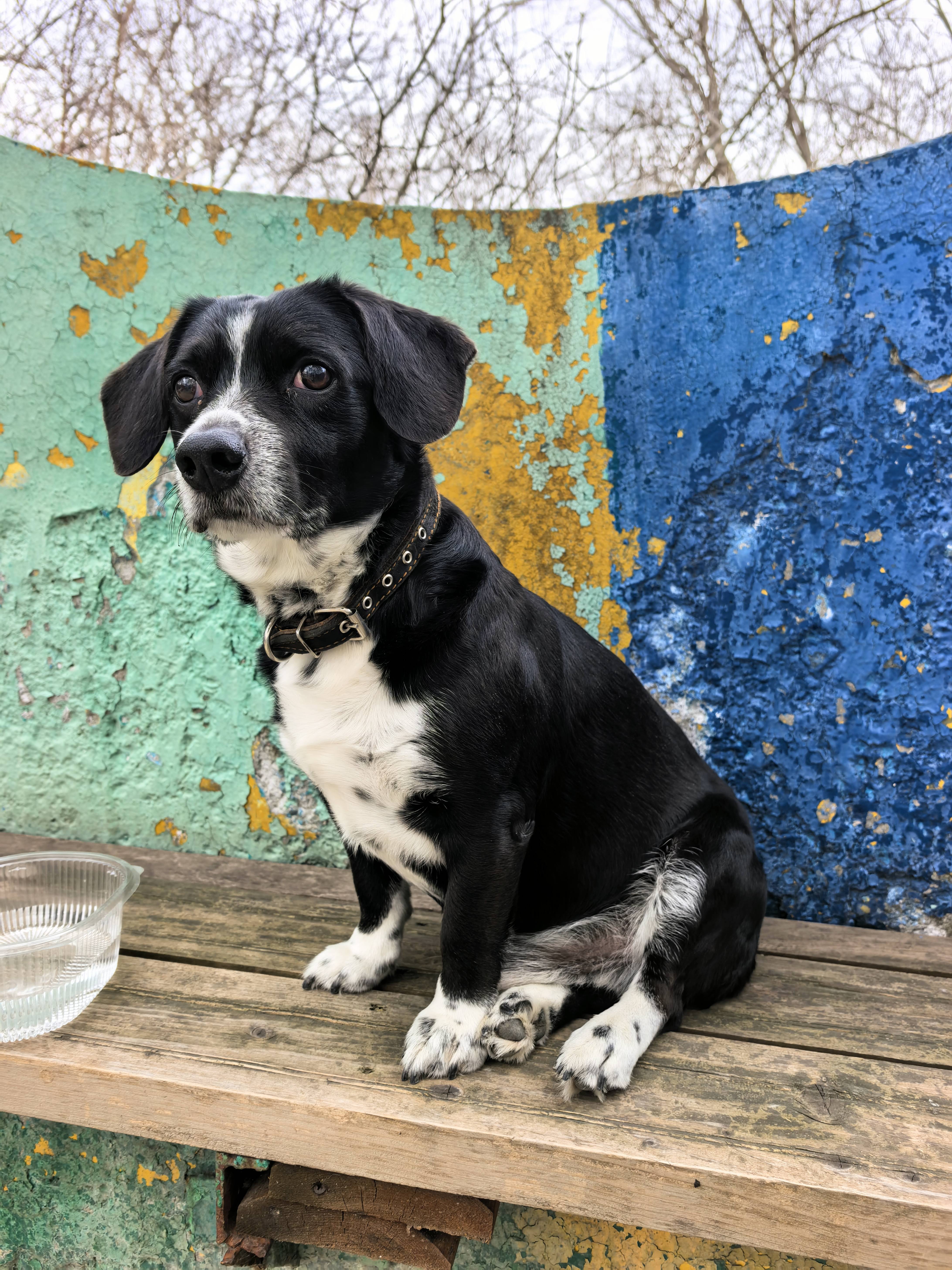 Найдена собака 