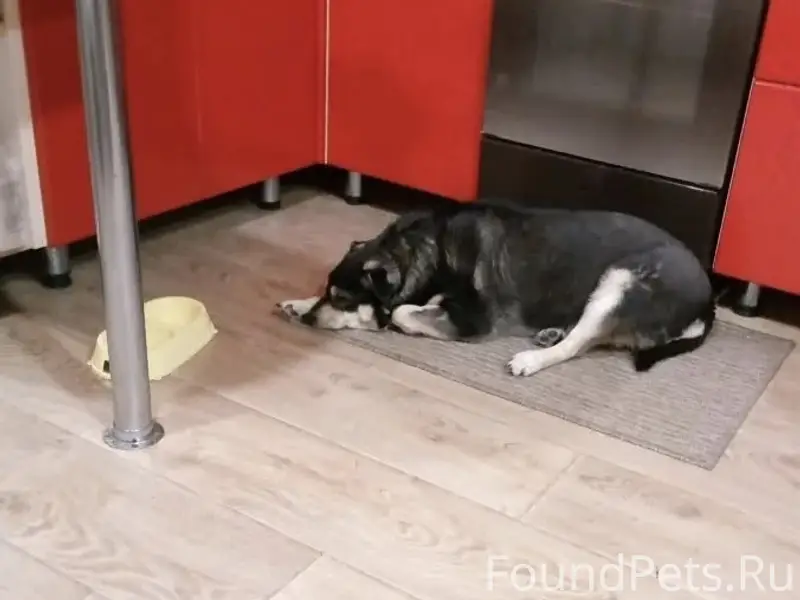 Пропал пёс Тор (Торик)